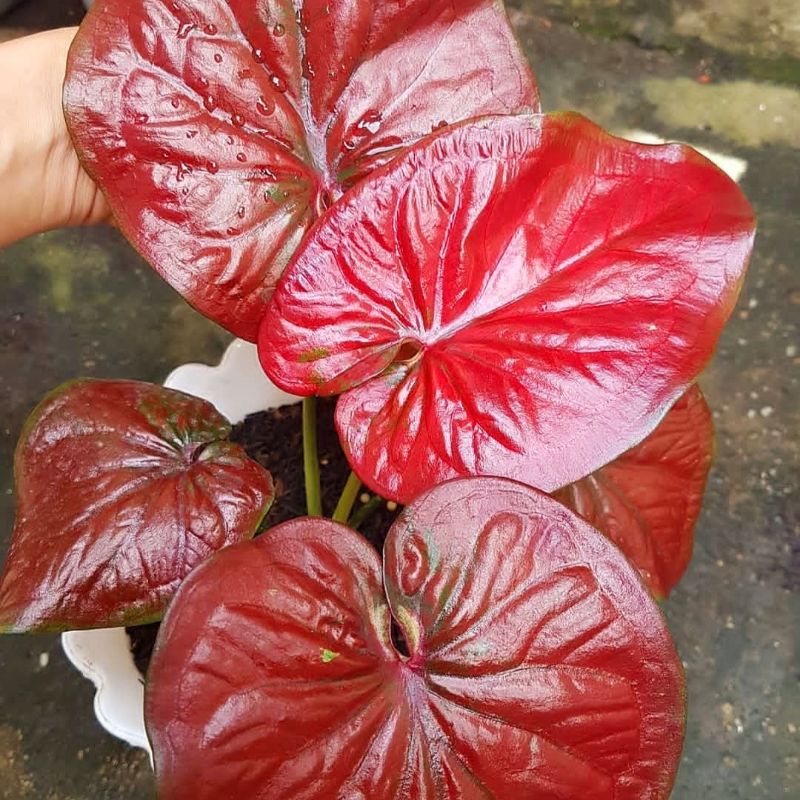 Jual Caladium Red Hot/ bunga keladi / tanaman hias keladi murah ...