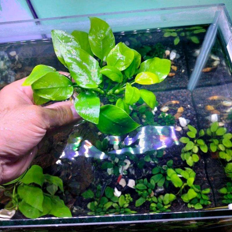 Jual Anubias Golden Size L Indukan Tanaman Aquascape Shopee Indonesia