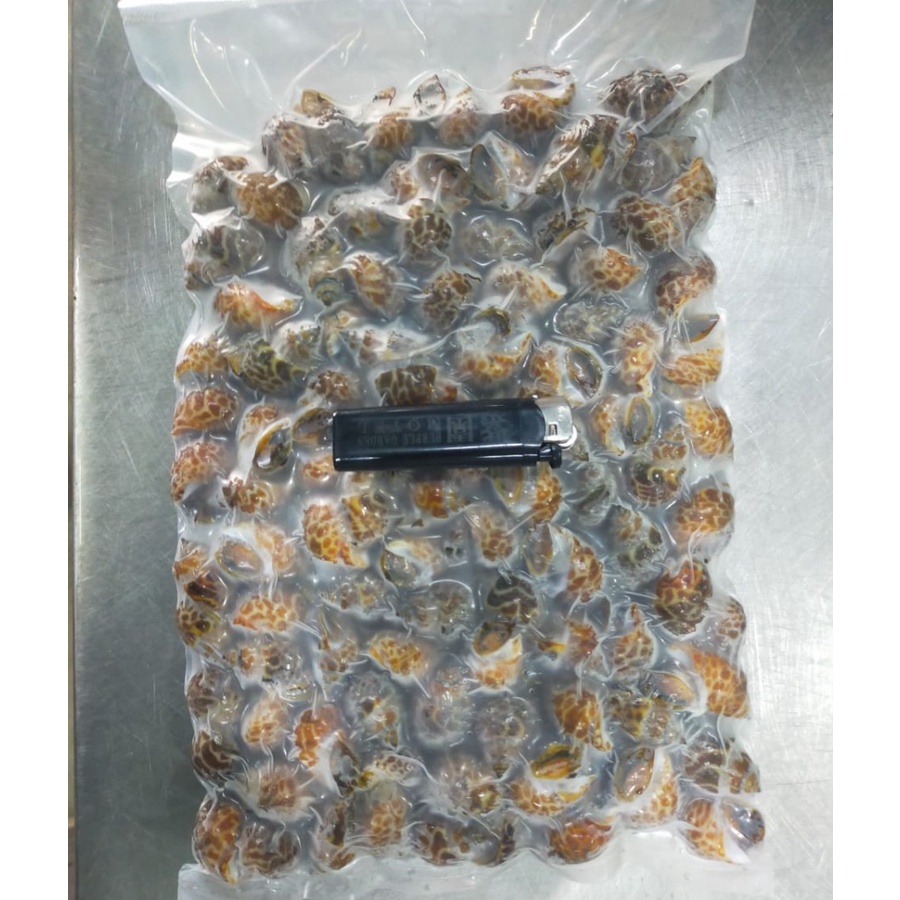 Jual KERANG MACAN / KEONG MACAN SEGAR FROZEN PER 1 KG | Shopee Indonesia