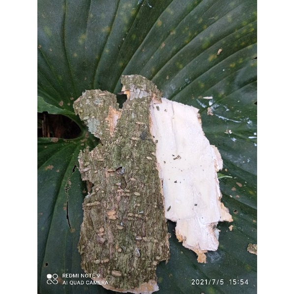 Jual Jual kulit kayu pule. lame original pres, 500gram | Shopee Indonesia