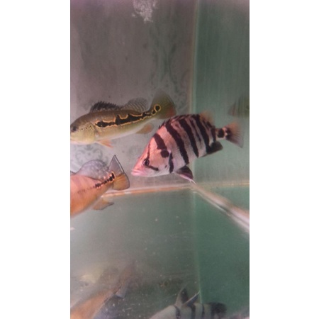 Jual HIASAN AQUARIUM ikan datz silver | Shopee Indonesia