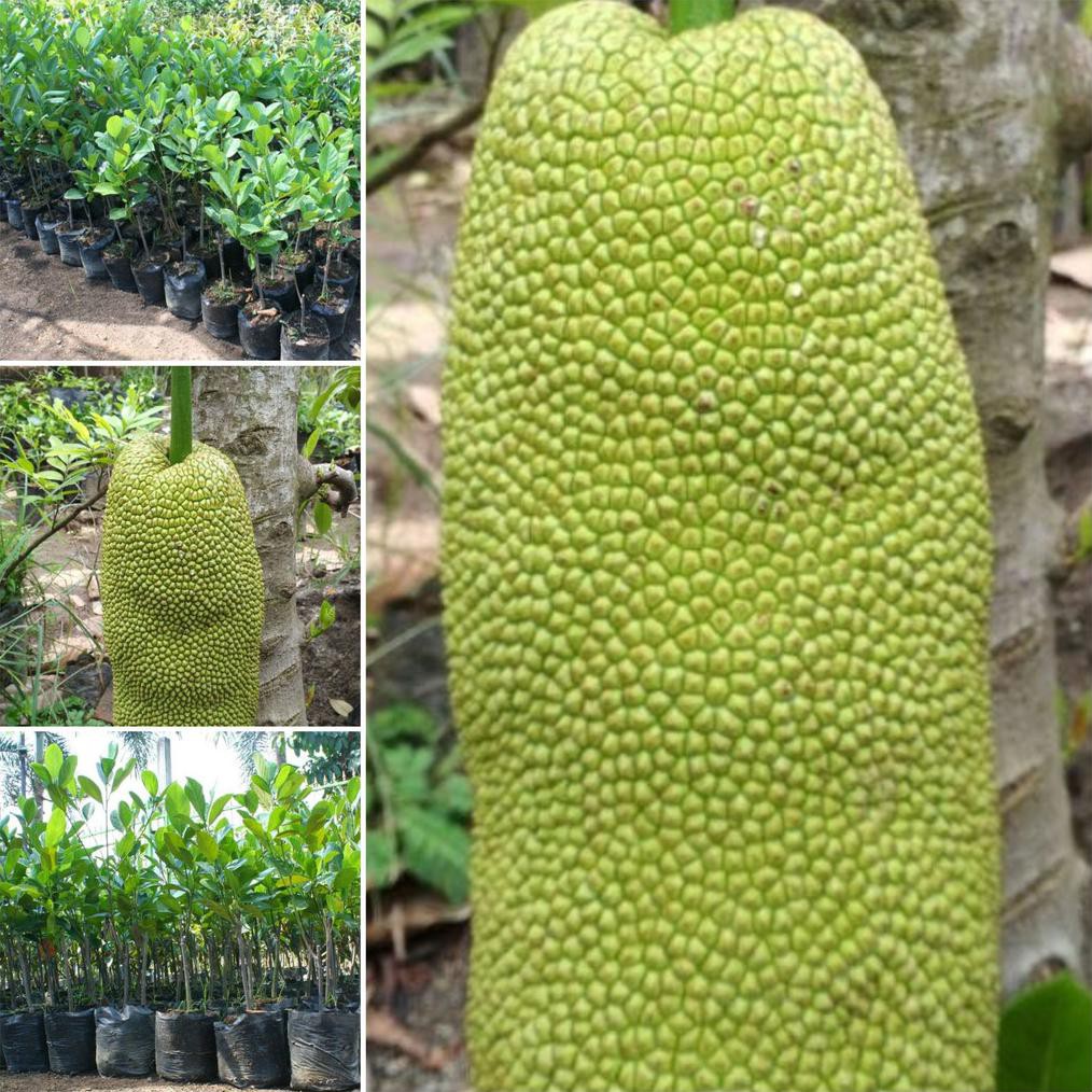 Bibit Tanaman Nangkadak Okulasi