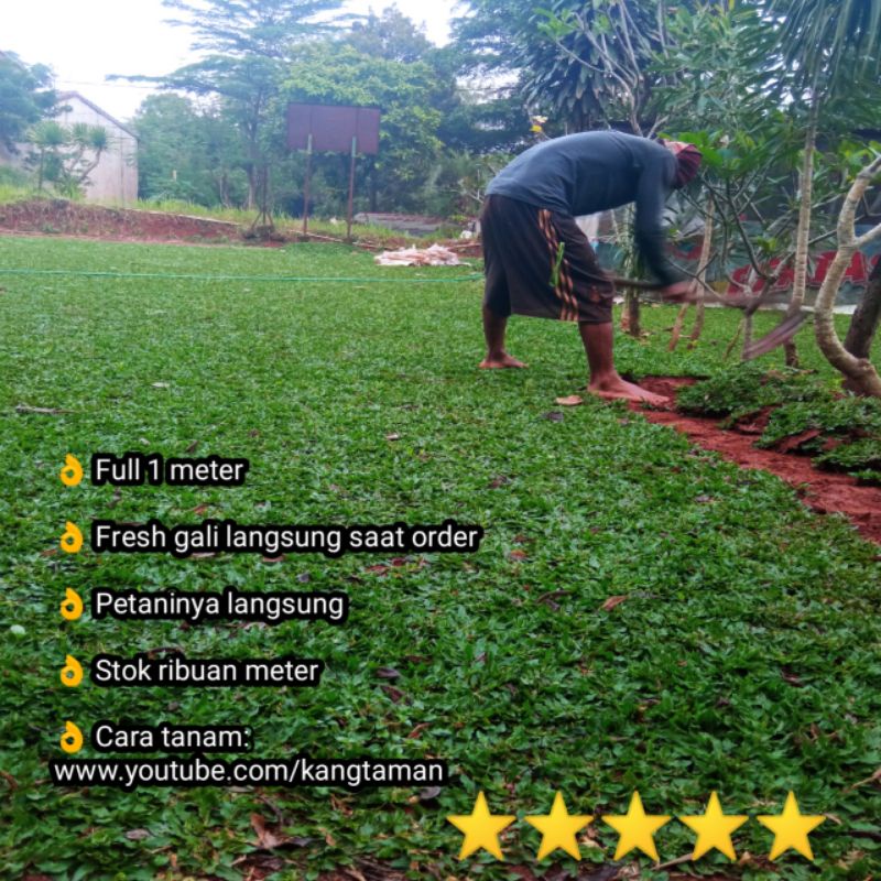 Jual Rumput Gajah Mini|Tukang taman|pasang rumput 1 meter | Shopee ...