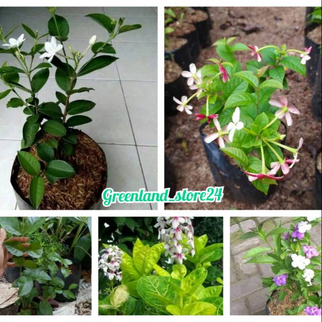Jual Paket 5 jenis tanaman melati - pohon melati - bunga melati ...