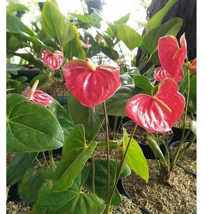 Jual Super Untung--( BISA COD ) Tanaman Hias Anthurium Mickey Mouse ...