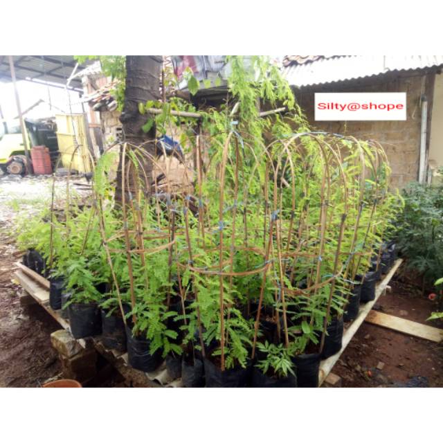 Jual Daun Saga Manis Daun Herbal Gojek Grab Only Shopee Indonesia