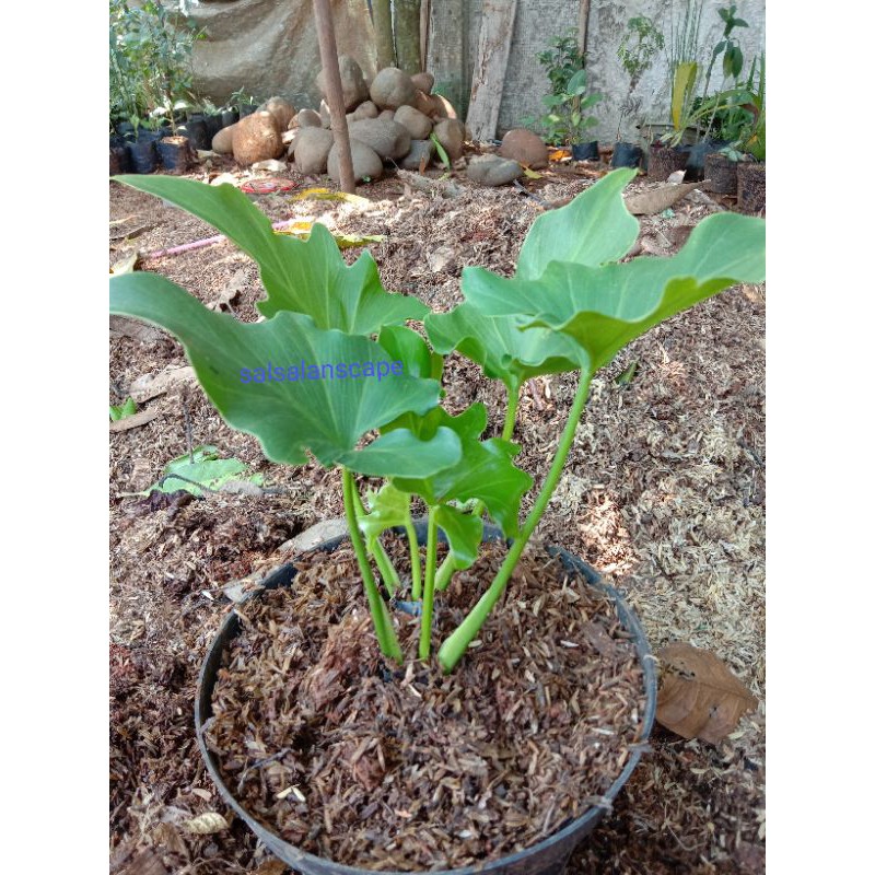 Jual Tanaman Hias Philo Dendrum Jari Pohon Philo Dendrum Jari | Shopee ...