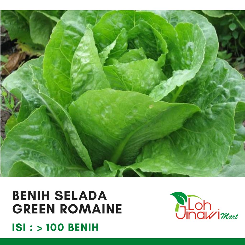 Jual Benih Selada Green Romaine Kemasan Hemat Murah Isi Lebih Dari 100