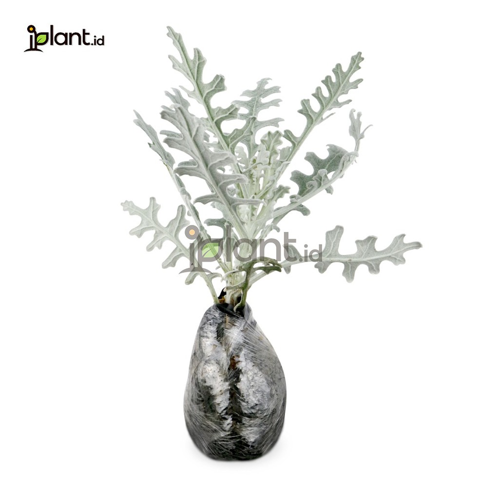 Jual Dusty Miller Shopee Indonesia