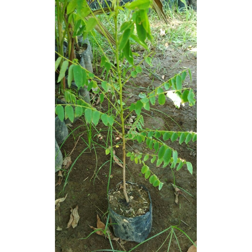 Jual Bibit Belimbing Wuluh | Shopee Indonesia
