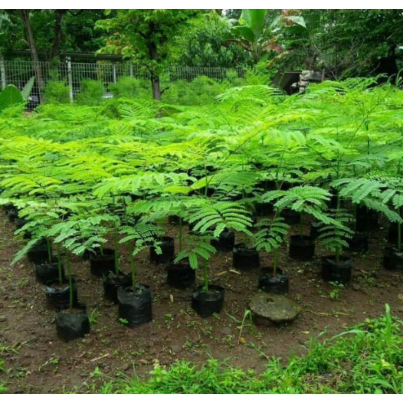 Jual Tanaman hias hidup pakis brazil solobium (schizolobium parahyba ...