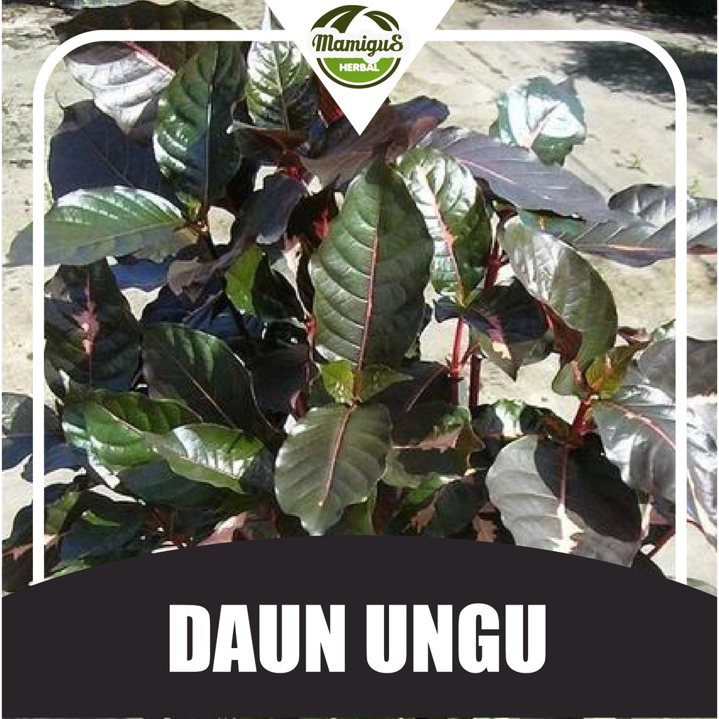 Jual Daun Ungu / Handeuleum Segar 50 Lembar untuk Wasir / Ambeien ...