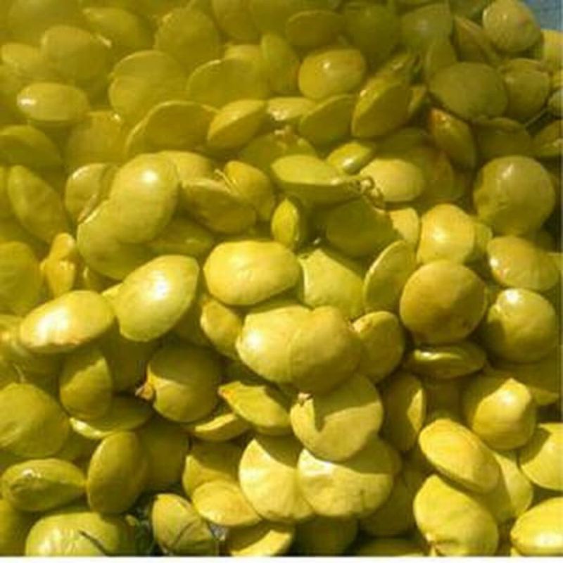 Jual Jemgkol Muda Kupas 1 Kg Jengkol fresh Jengkol Muda Lalapn Penambah ...