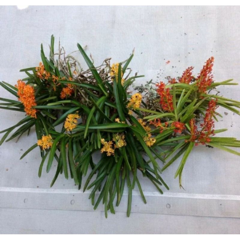 Jual vanda ascosentrum miniata vanda asco vanda mini vanda merah vanda ...