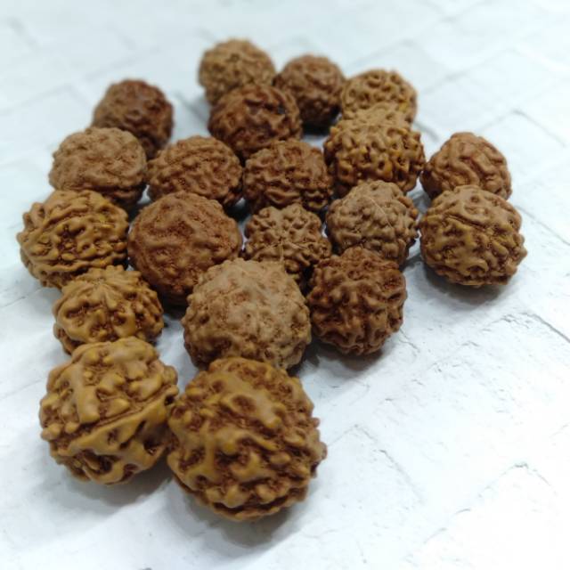 Jual 20pcs biji Genitri Bunga kering dried Flower biji-bijian bahan ...
