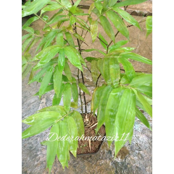 Jual Bambu Hias, Bambu Buta, Bambu Mini, bambu langka berduri | Shopee ...