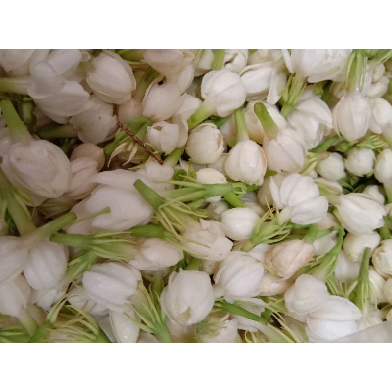 Jual Bunga Kembang Liman Bunga Setaman Asli Segar | Shopee Indonesia