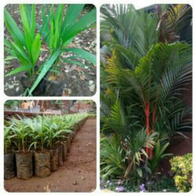 Jual BIBIT BUNGA PALEM MERAH(RUMPUN BANYAK) | Shopee Indonesia