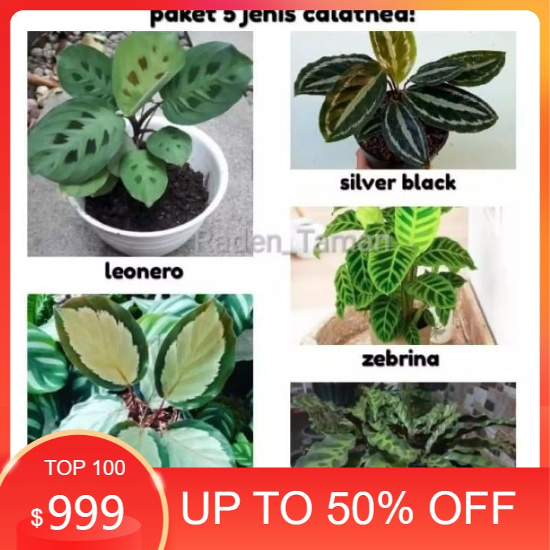 Jual paket murah 5 jenis tanaman hias calathea /tanaman hisa hidup