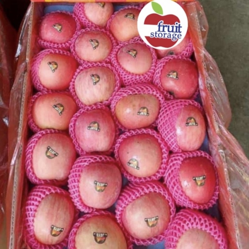Jual Apel Fuji 1kg Import segar manis garing buah apple impor | Shopee ...