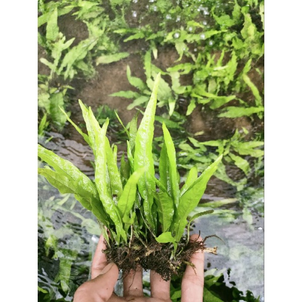 Jual kadaka mini tanaman aquascape | Shopee Indonesia