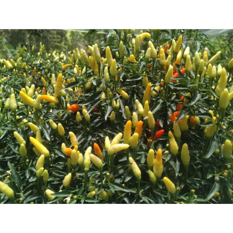 Jual Biji Cabe Mini Sparkler isi 10 butir | Shopee Indonesia