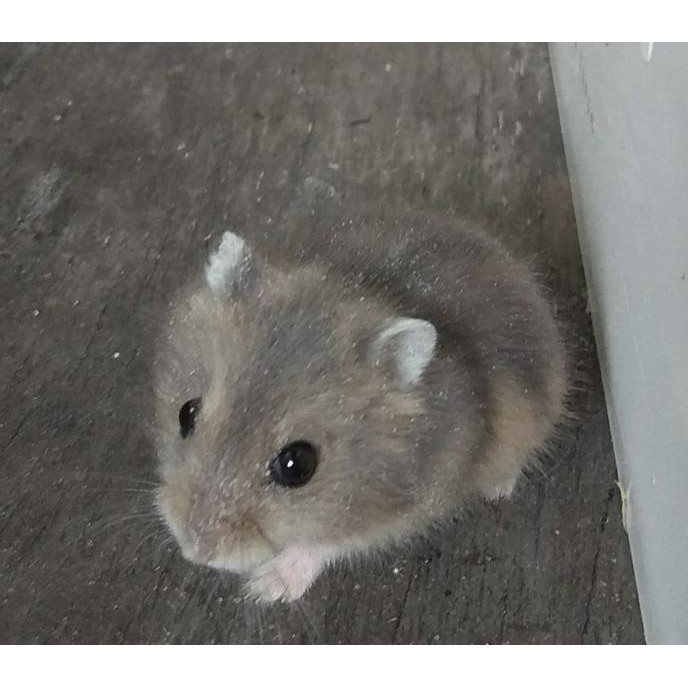 Hamster winter deals white sapphire