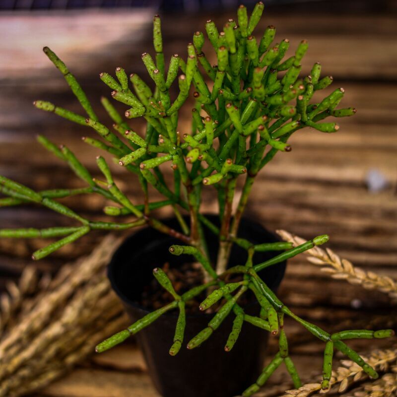 Jual sukulen Rhipsalis salicorniodes pot 8 | Shopee Indonesia
