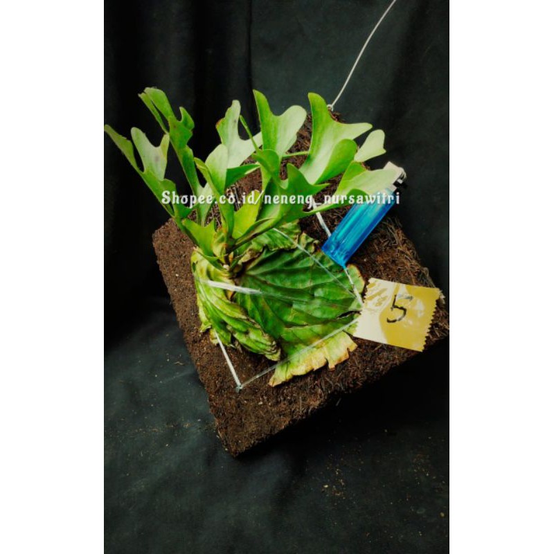Jual Platycerium Ridleyi / Redleyi / Simbar menjangan Kalimantan ...