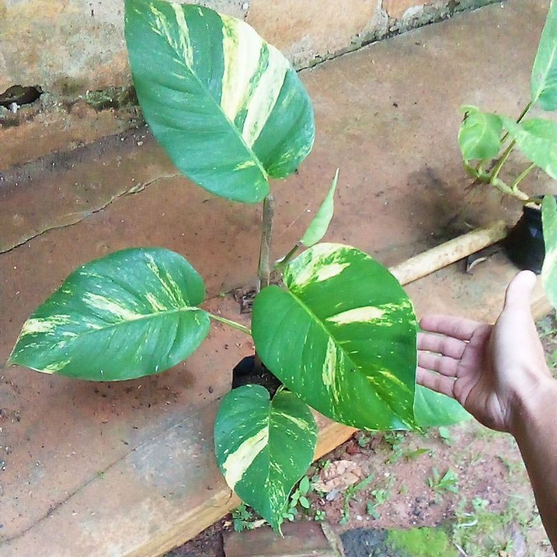 Jual Sirih Gading Variegata Monstera Raisa Epipremnum Aureum Shopee Indonesia