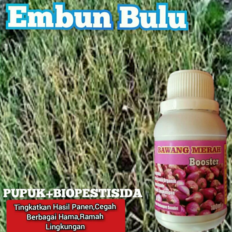 Jual Obat Penggemuk Bawang Merah Pupuk Booster Plus Fungisida Hama Shopee Indonesia