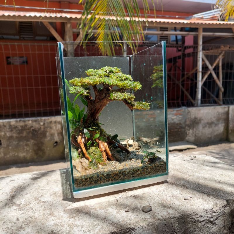 Jual Bonsai Aquascape untuk Aquarium Soliter Shopee Indonesia