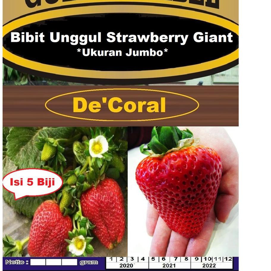 Jual Sale Bibit Unggul Strawberry Giant Ukuran Jumbo | Benih Stroberi ...