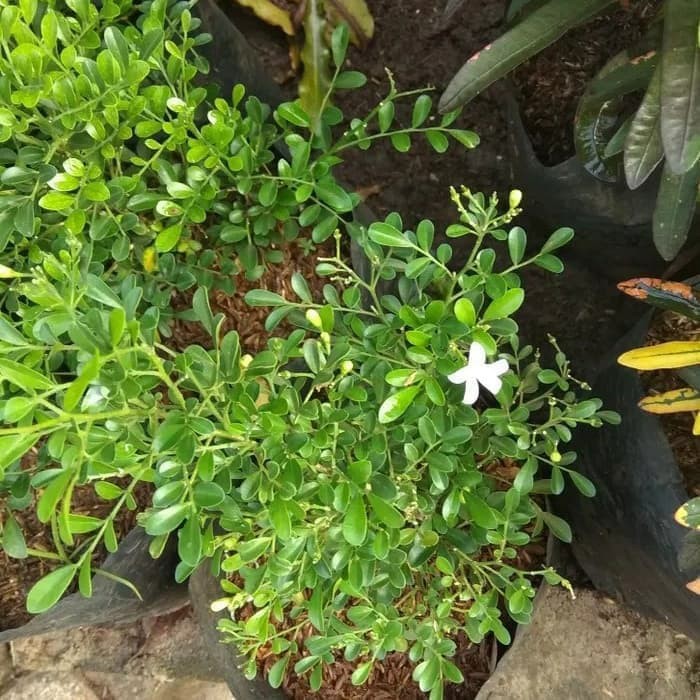 Jual MURAH!!! tanaman hias melati wangi - kemuning mikro - pohon ...