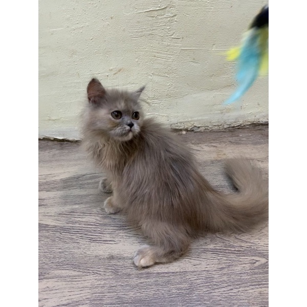 Jual anakan kitten kucing persia flatnose calico peaknose ragdoll