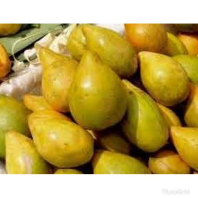 Jual BUAH ALKESA SAWO BELANDA SAWO UBI CAMPOLAY | Shopee Indonesia