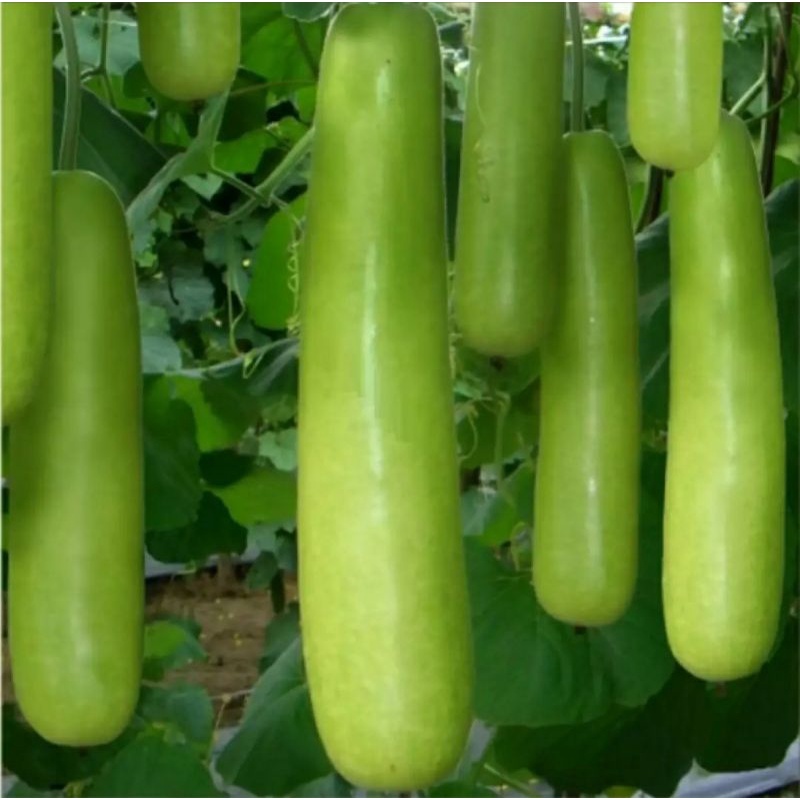 Jual Bisa bayar di tempat - Labu Air 3 biji bibit seed Benih Labu Air ...
