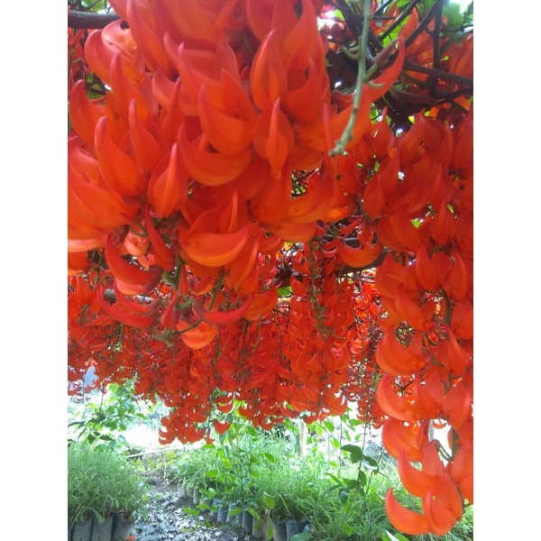 Jual tanaman flame of irian murah | Shopee Indonesia