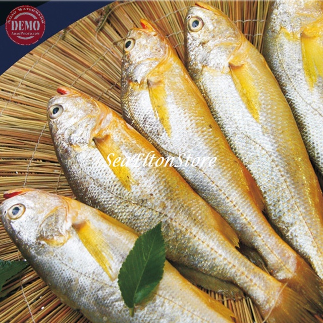 Jual IKAN SAMGE Hasil Laut Segar Fresh | Shopee Indonesia