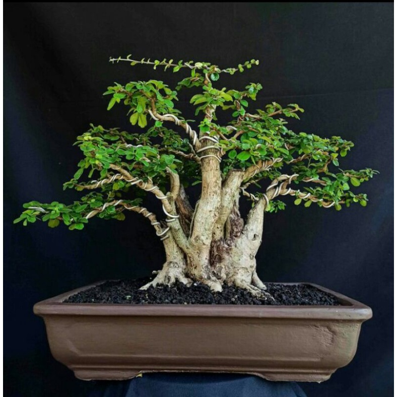 Jual bonsai hokianti mamemeja bahan ungul sudah siyap display | Shopee ...