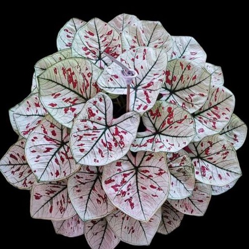 Jual caladium rachatewi /thai series | Shopee Indonesia