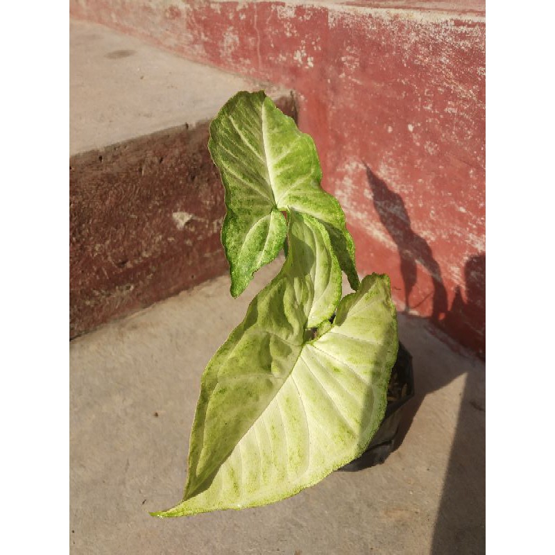 Jual Tanaman panah hias gantung panah dalam polybek | Shopee Indonesia
