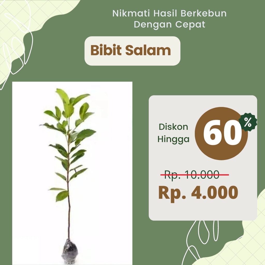 Jual BIBIT TANAMAN OBAT SALAM DAUN SALAM (SYZYGIUM POLYANTHUM) | Shopee ...