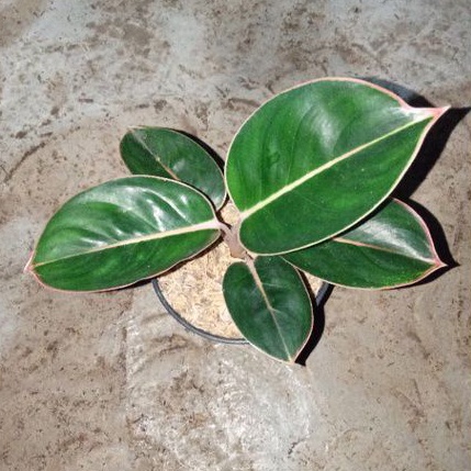 Jual aglonema liftik flaminggo | Shopee Indonesia