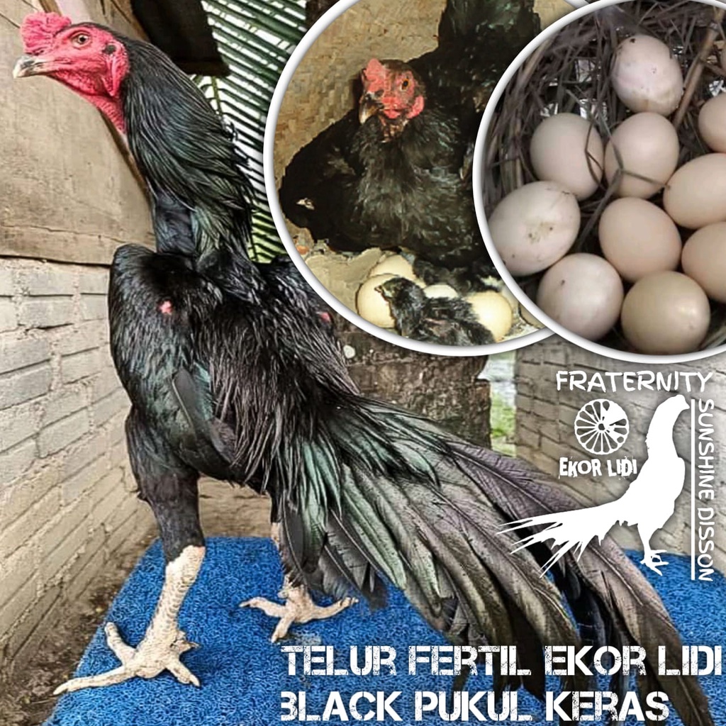 Jual ayam bangkok ekor lidi black kumbang telur fertil | Shopee Indonesia