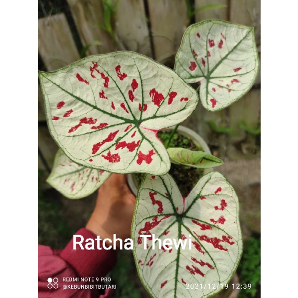 Jual Caladium Hybrid Thai series Ratcha thewi | Shopee Indonesia