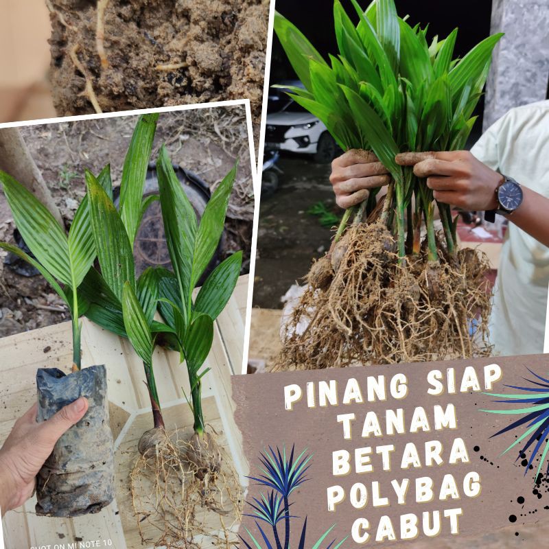 Pinang Siap Tanam Cabutan Polybag