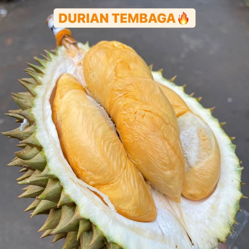Jual Bibit Durian Tembaga Super Manis | Shopee Indonesia