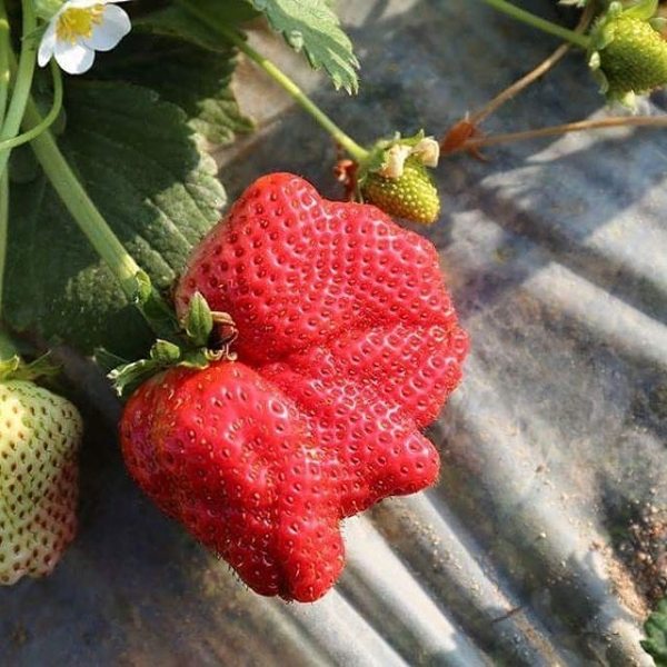 1pcs TANAMAN STRAWBERY AUSTRALIA BERBUAH DAN BERBUNGA TANAMAN BUAH BESAR DAN MANIS TANAMAN HIAS TANAMAN HIDUP COD BAYAR DI TEMPAT
