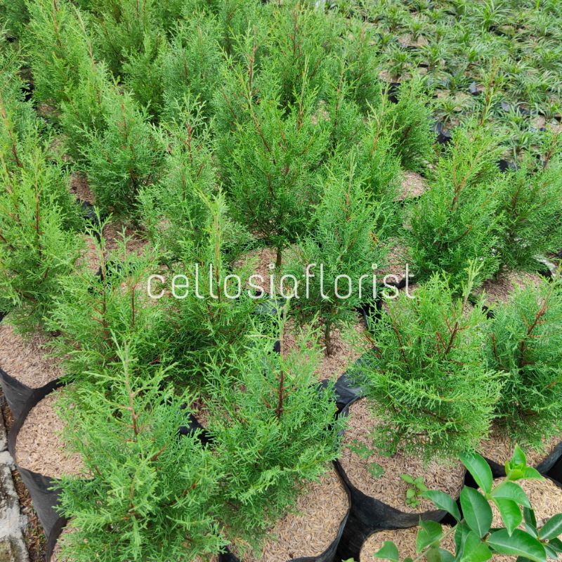 Jual Tanaman Hias Cemara Rentes Wangi Ukuran Sedang | Shopee Indonesia